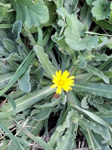 Calendula arvensis