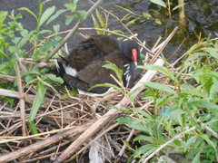 Gallinula chloropus