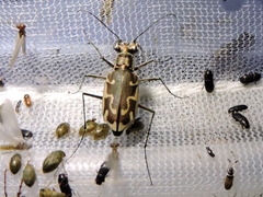 Ellipsoptera sperata sperata