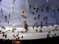 Ellipsoptera sperata sperata