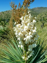 Yucca schottii