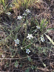 Nigella damascena