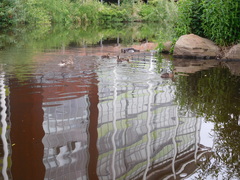 Anas platyrhynchos