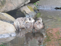 Anas platyrhynchos