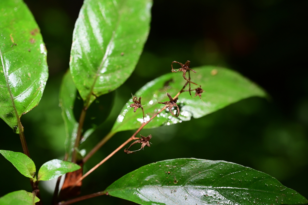 Staurogyne sichuanica