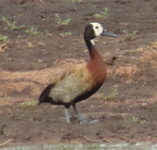 Dendrocygne veuf (Dendrocygna viduata)