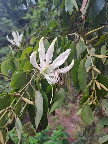 Foto de Pata-de-vaca