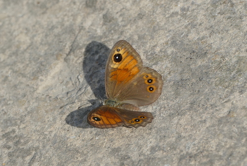 Veliki pjegavac (Lasiommata maera)