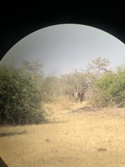 Hippotragus equinus equinus