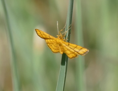 Idaea aureolaria
