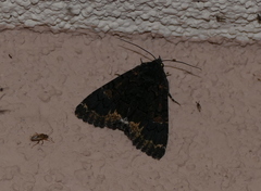 Catephia alchymista
