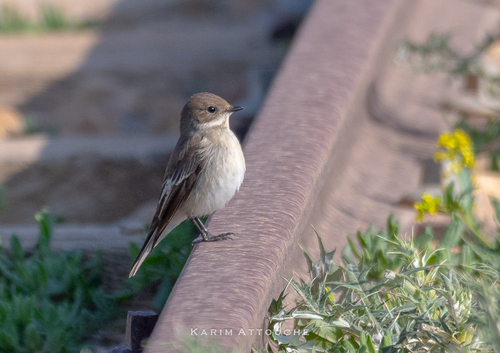 European Pied Flycatcher