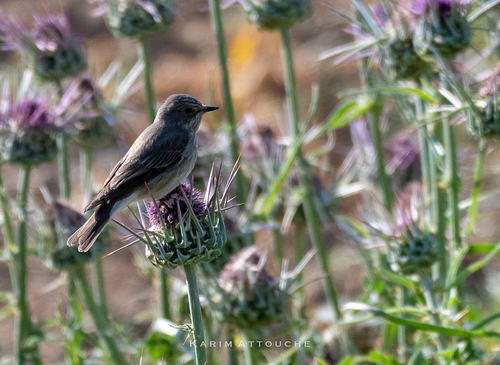 Spotted Flycatcher