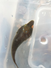 Lepadogaster lepadogaster