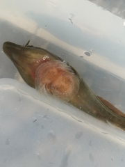 Lepadogaster lepadogaster
