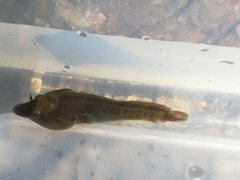 Lepadogaster lepadogaster