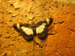 Heliomata cycladata