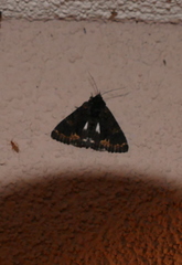Catephia alchymista