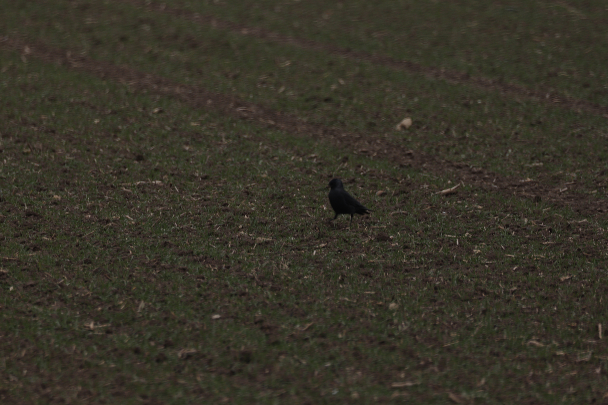 Western Jackdaw