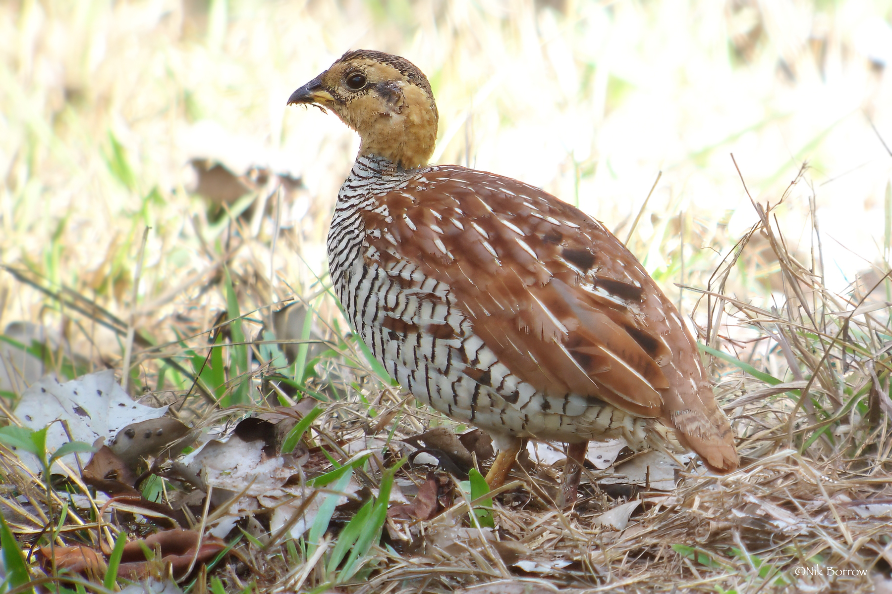 Schlegel's Francolin illustration