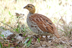 Schlegel's Francolin photo 1