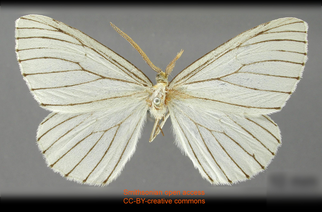 Neuromelia nigrivenata