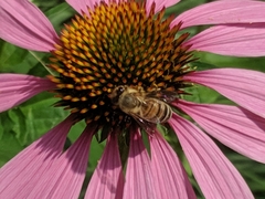 Apis mellifera