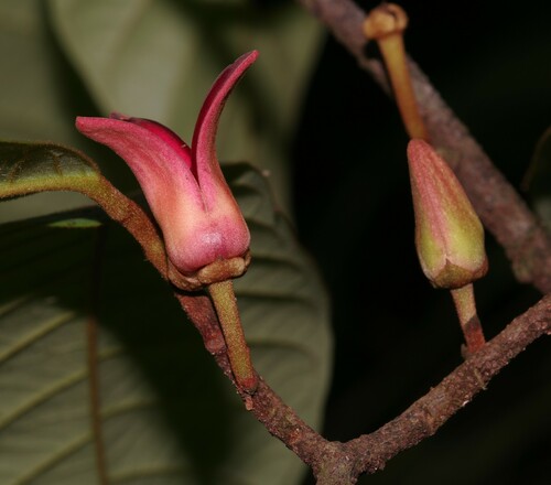 Annona ambotay, 2024-09-28