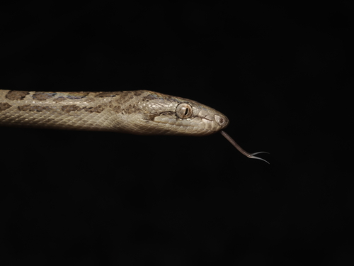 Ford's Boa