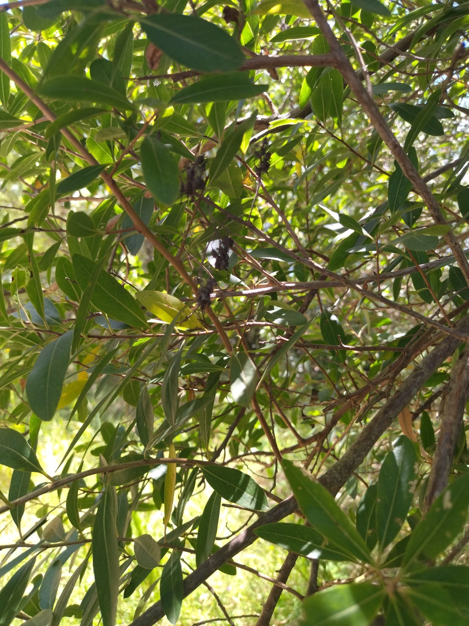 Imagem de Siete-sangrias