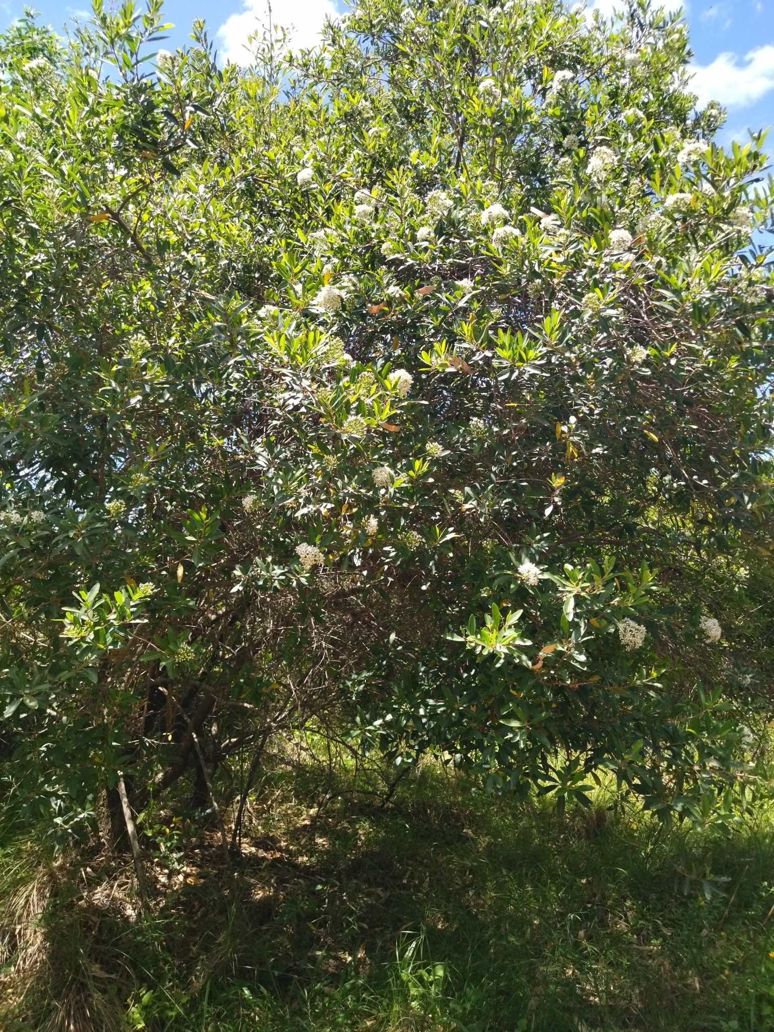 Imagem de Siete-sangrias