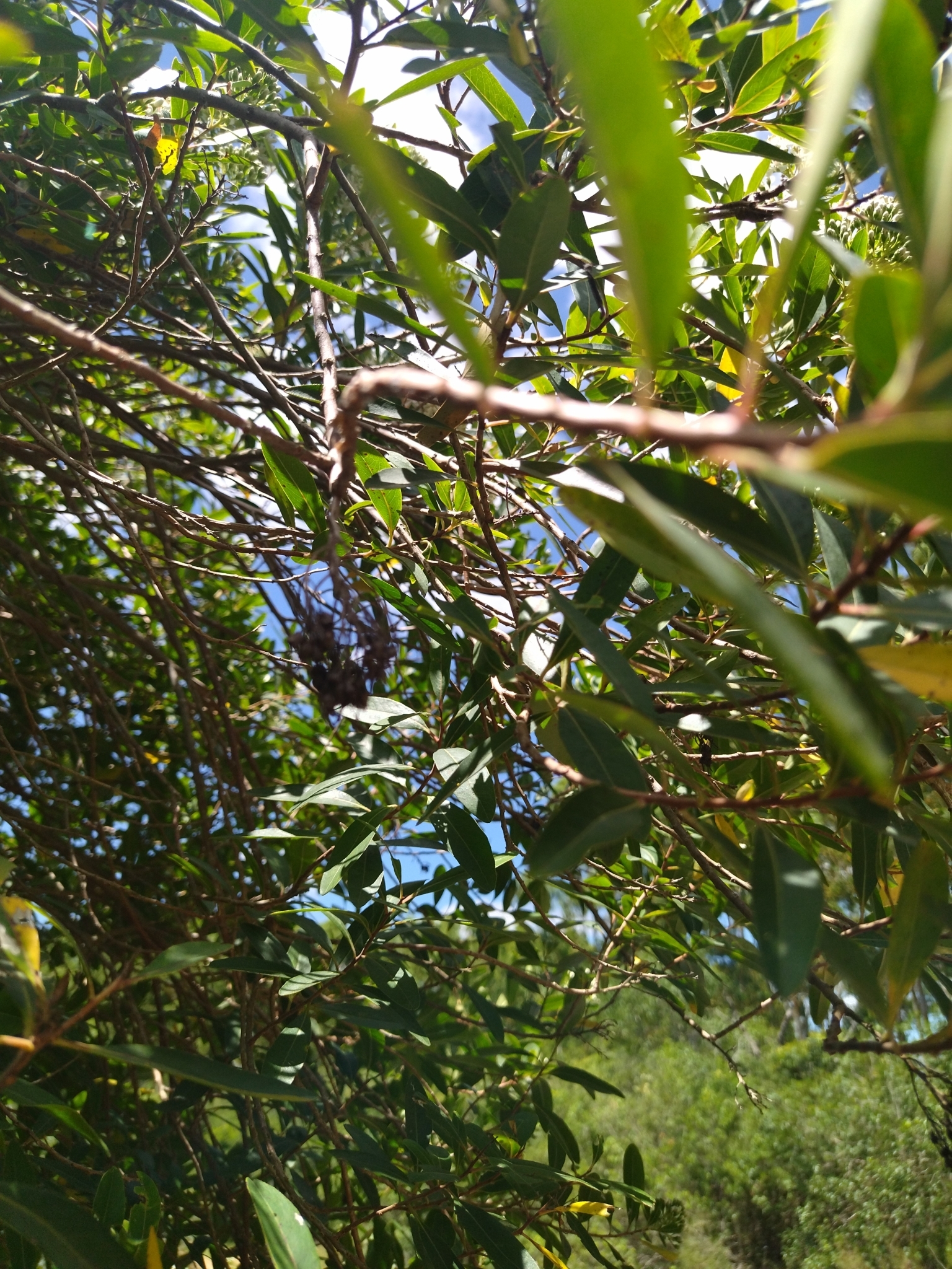 Imagem de Siete-sangrias
