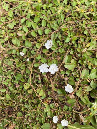 Foto de Glória da Manhã