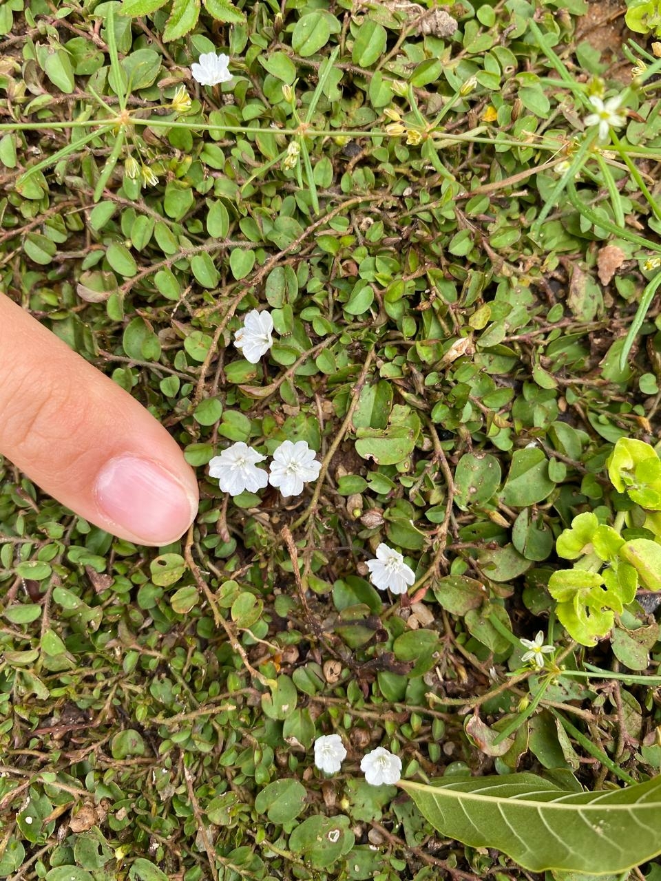 Imagem de Glória da Manhã