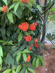 Ixora chinensis