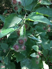 Arctium nemorosum