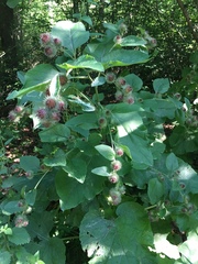 Arctium nemorosum