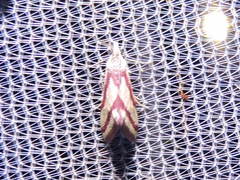 Microtheoris vibicalis