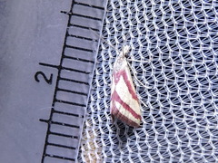 Microtheoris vibicalis