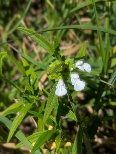 Image of Leucas lavandulifolia by (c) Denis Bastianelli, some rights reserved (CC BY)