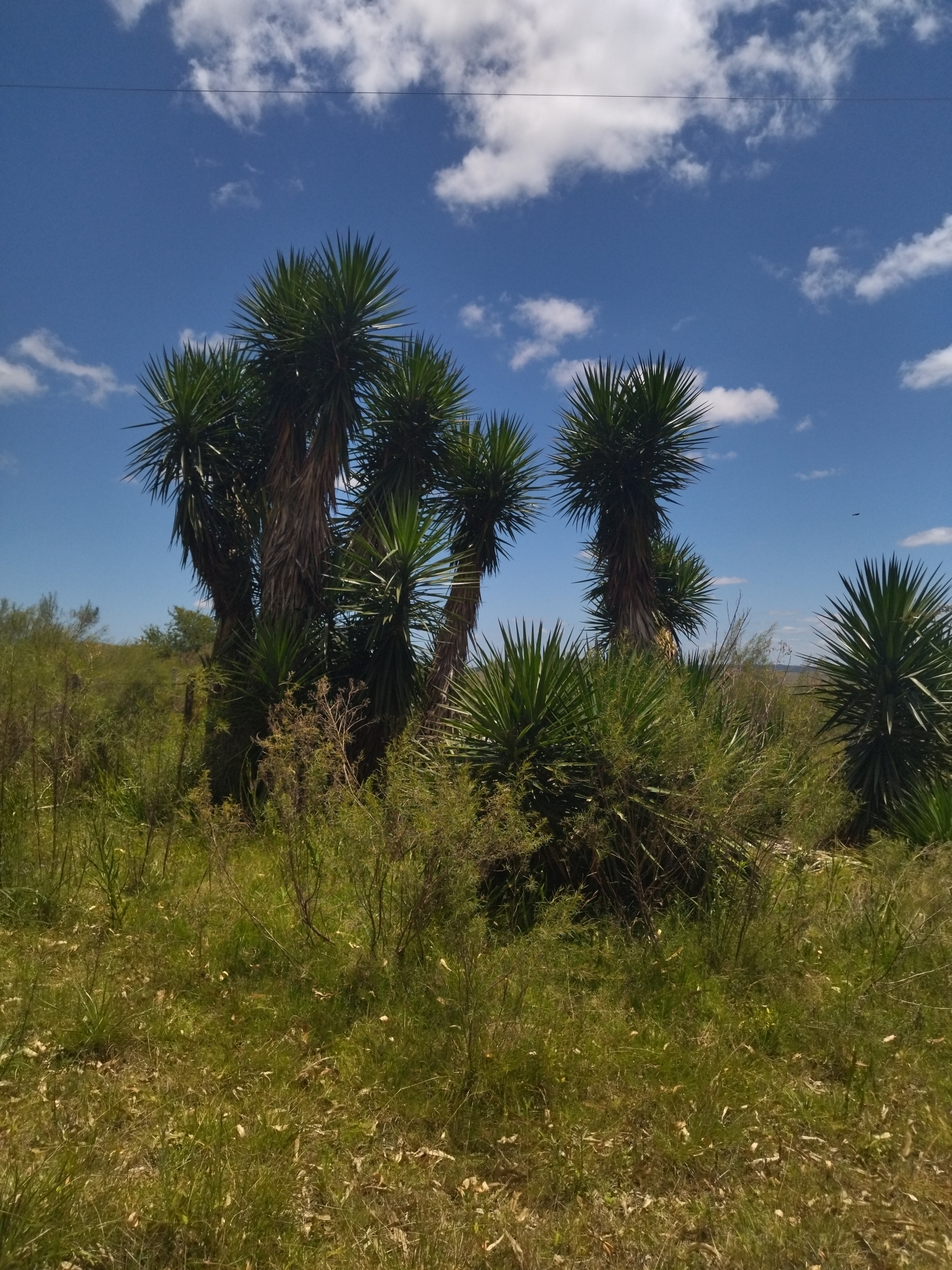 Imagem de Yucca
