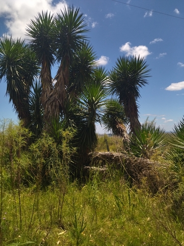 Foto de Yucca