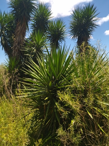 Foto de Yucca