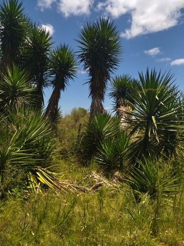 Foto de Yucca
