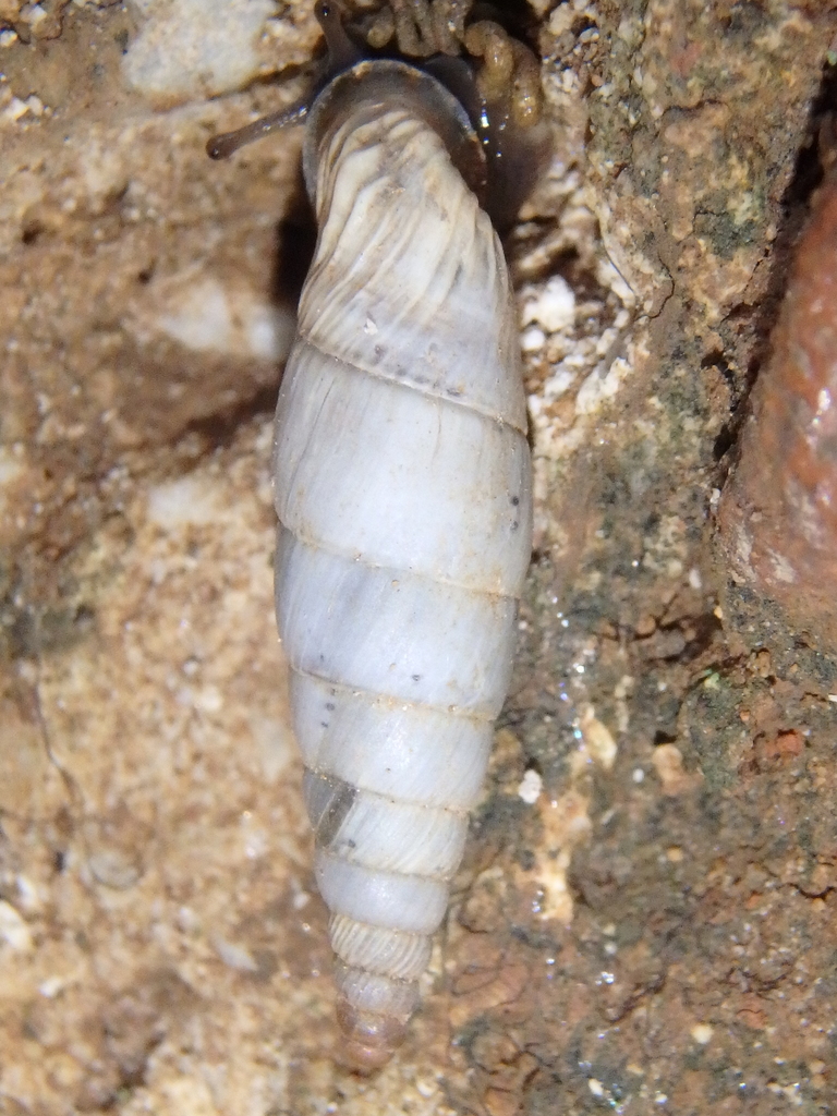 Albinaria inauris