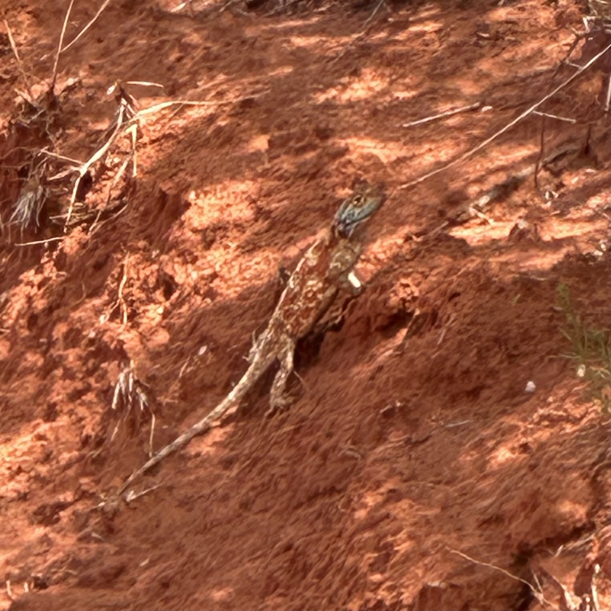 Agama aculeata aculeata Merrem, 1820