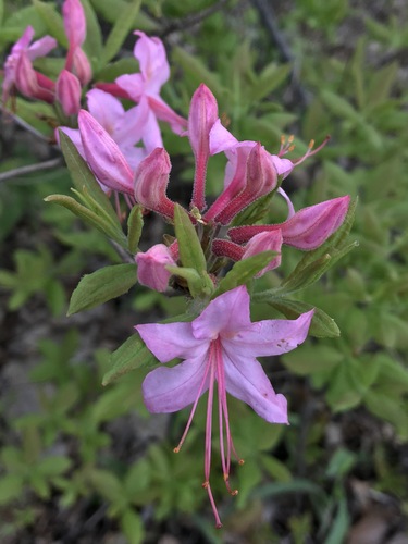 Image of Rhododendron prinophyllum by (c) Mark Eanes, some rights reserved (CC BY)