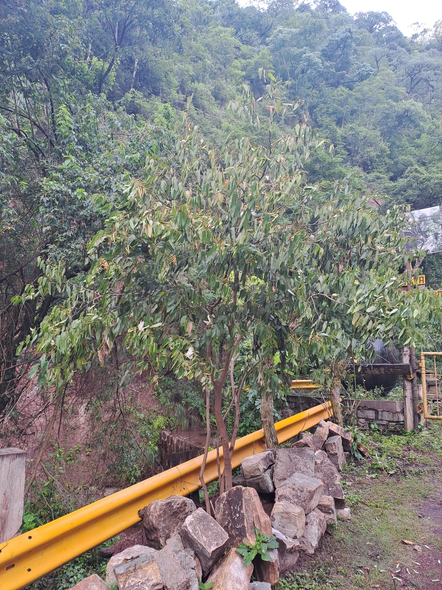 Imagem de Pata-de-vaca