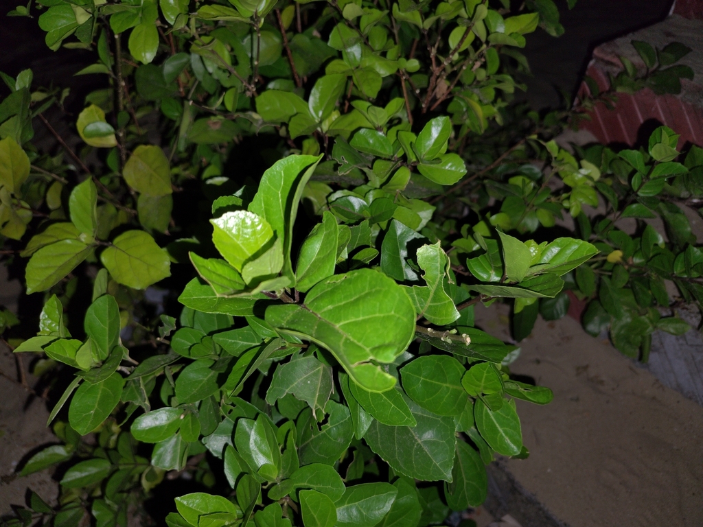Foto de Azeitoninha