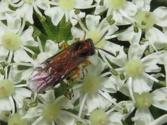 Athalia rosae